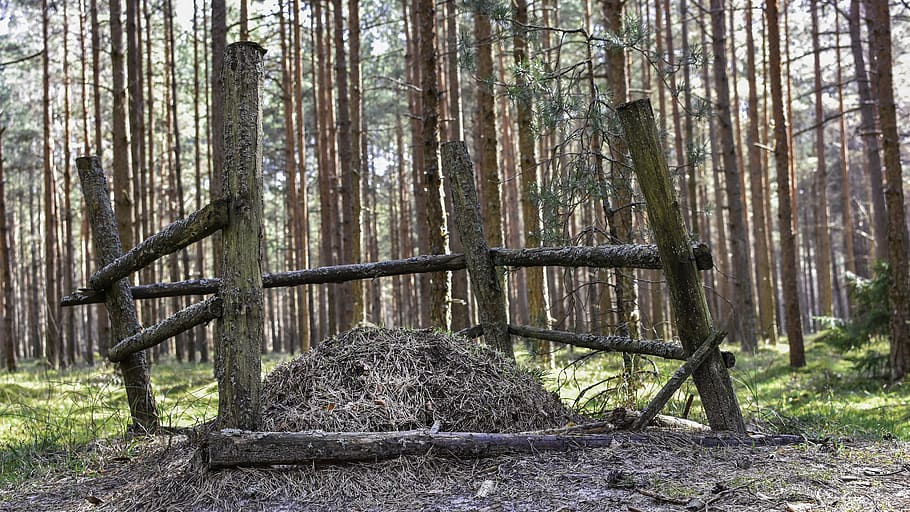 wood, formicary, anthill, forest, natural, small, ants, wooden fence HD wallpaper