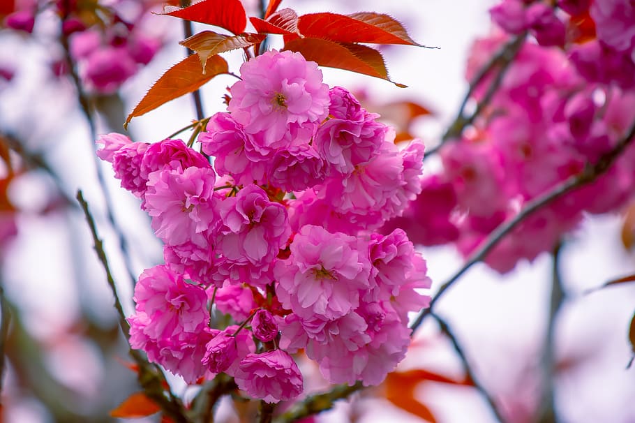 Close-Up Photography of Pink Flowers, beautiful, bloom, blooming HD wallpaper
