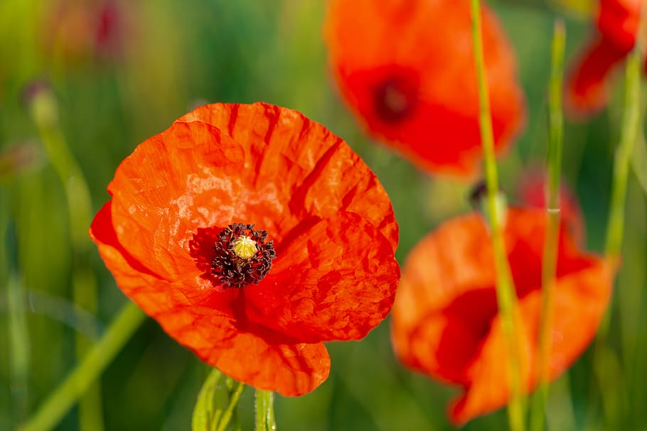 poppy, flower, red, spring, flowering plant, petal, beauty in nature HD wallpaper
