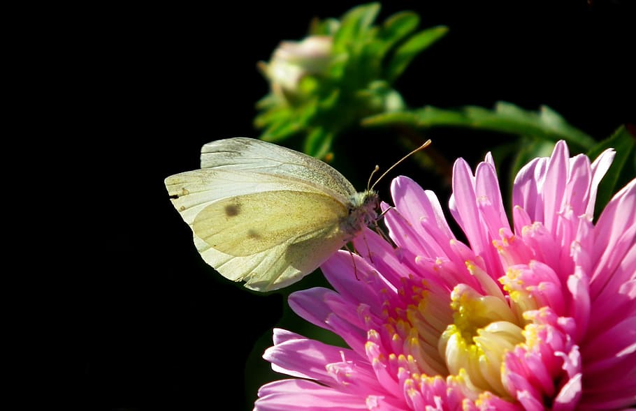 butterfly, insect, flower, aster, nature, macro, wings, summer HD wallpaper
