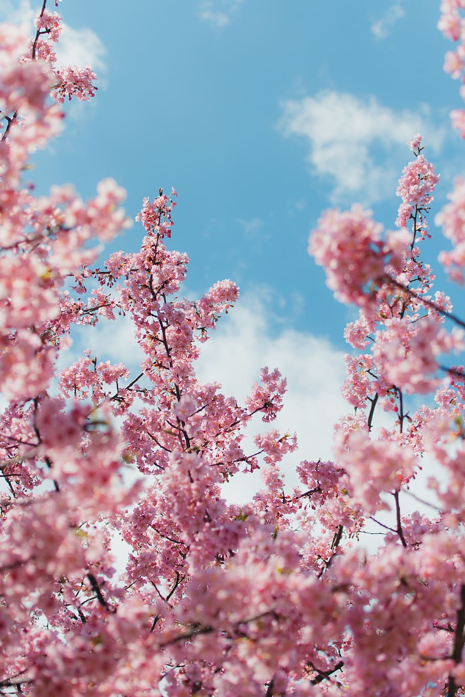 pink-petaled flowers, pink color, plant, flowering plant, tree HD wallpaper