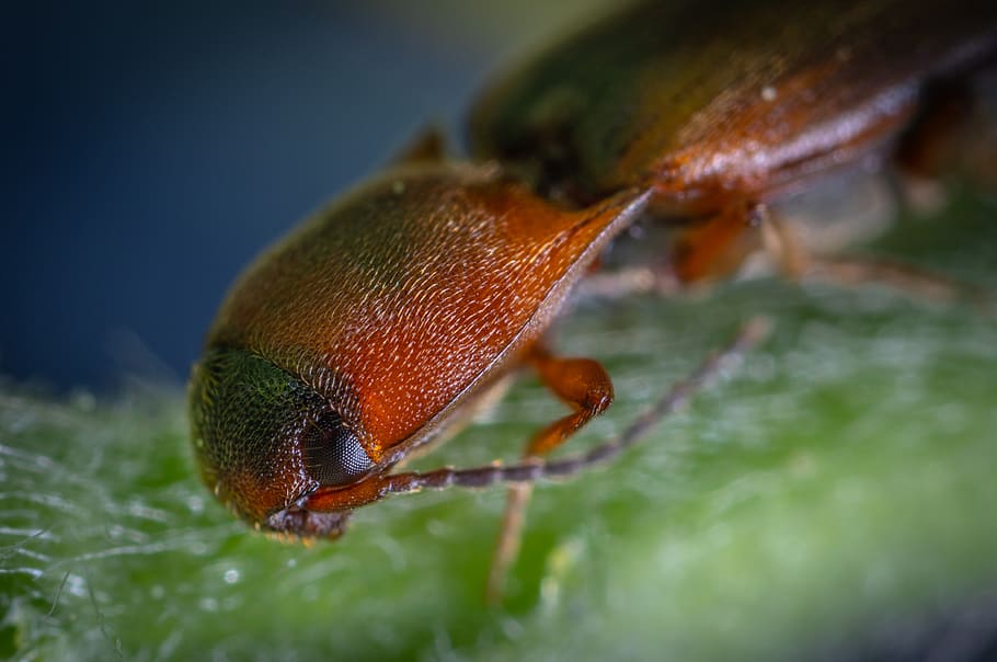 Brown Click Beetle, bug, close-up, insect, little, macro, animal themes HD wallpaper
