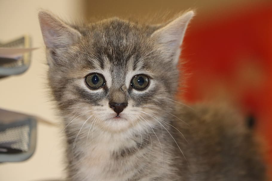 cat, cute, animal, kitty, little, fur leather, pets, young HD wallpaper