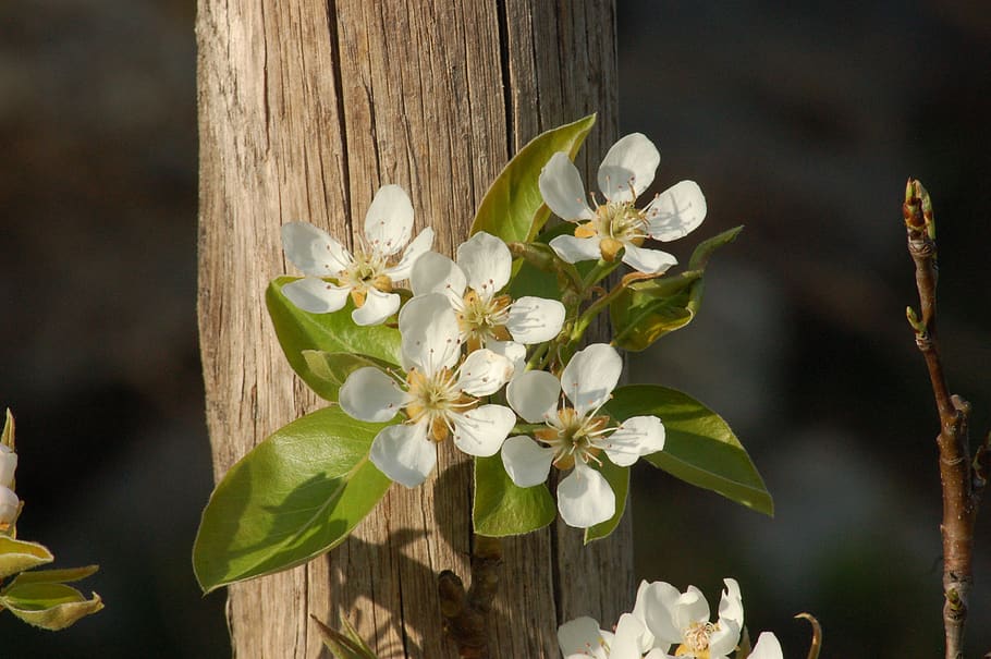 bloom, spring, flower, nature, flora, petals, floral, orchard HD wallpaper