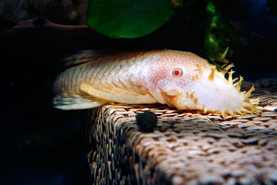 fish, image, nature, undersea, underwater, animal, animal themes HD wallpaper