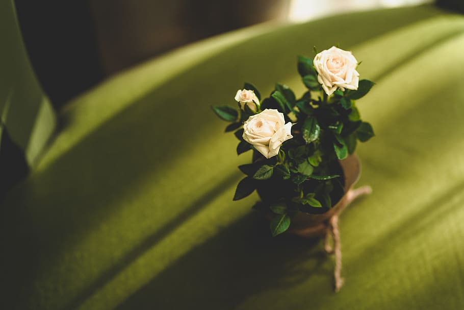 three white roses, flower, flowering plant, beauty in nature HD wallpaper