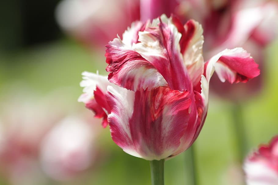 tulip, red, white, flower, spring, beauty, nature, bright, spring flowers HD wallpaper