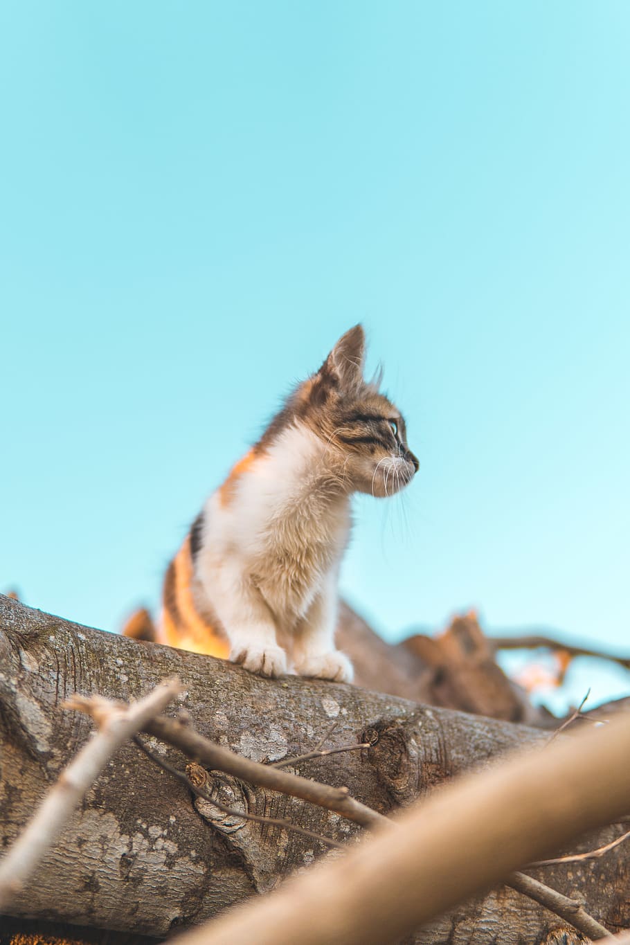 cat standing on tree log, animal themes, mammal, vertebrate, domestic HD wallpaper