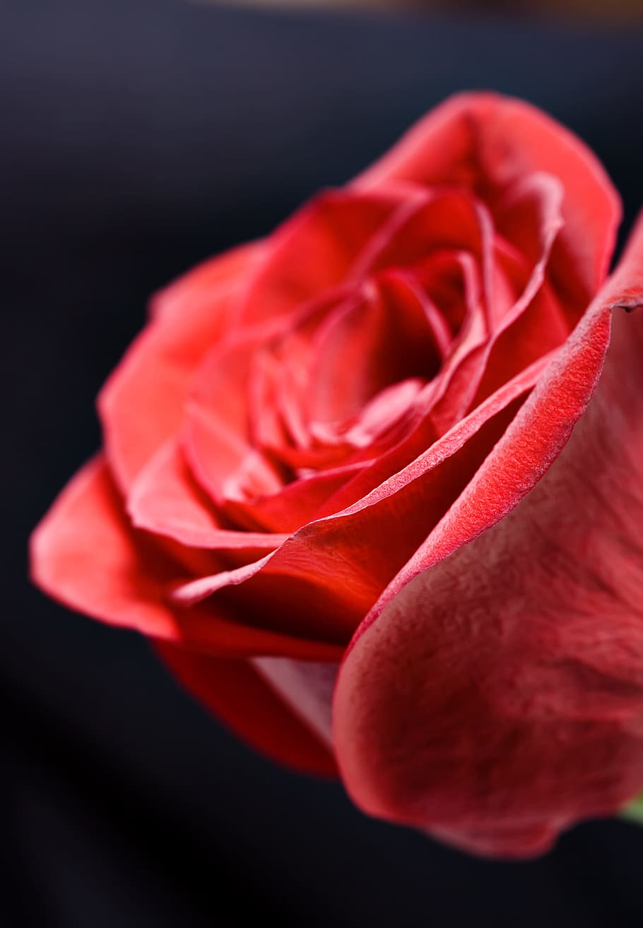 flower, con2011, nature, flowering plant, red, beauty in nature HD wallpaper