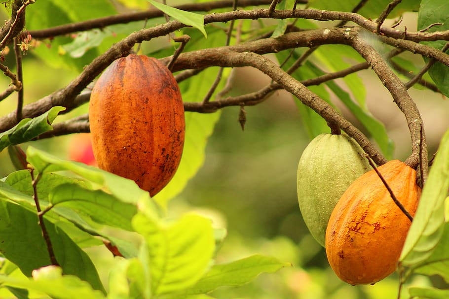 fruit, cocoa, food, tasty, chocolate, nature, food and drink, HD wallpaper