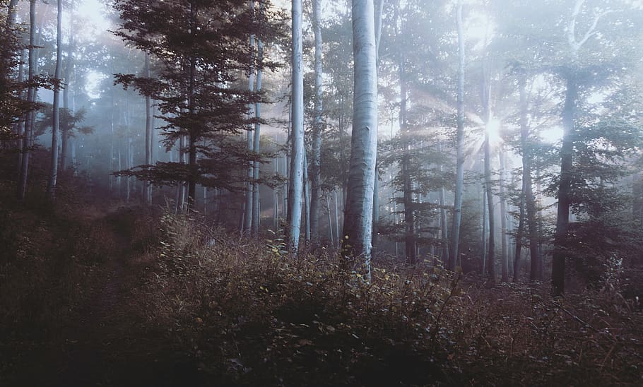 woods, forest, sunlight, trees, nature, foliage, landscape HD wallpaper