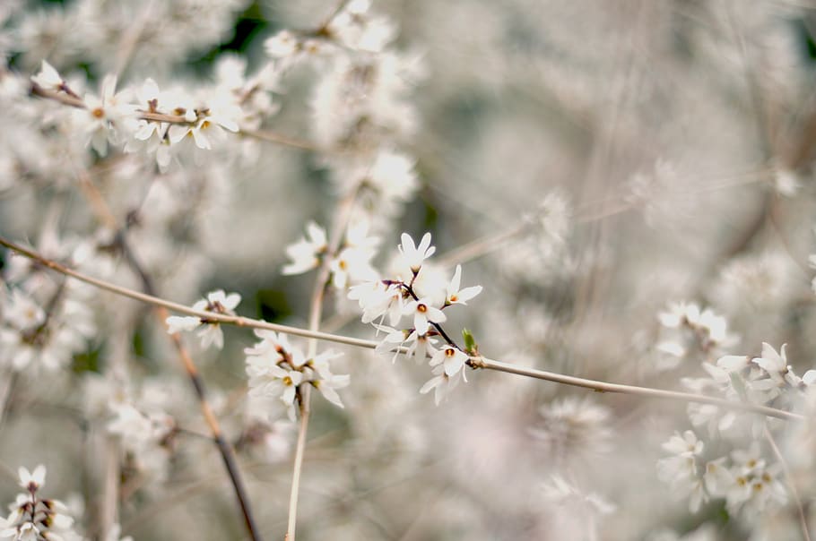 white petal flower, plant, blossom, cherry blossom, pollen, finch HD wallpaper