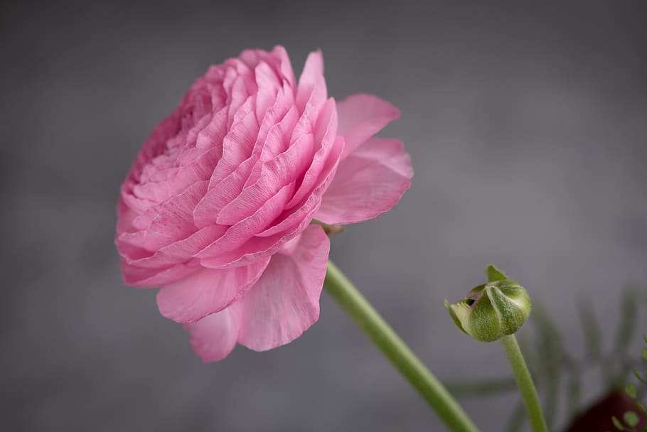 ranunculus, flower, blossom, bloom, pink, spring flower, petals HD wallpaper