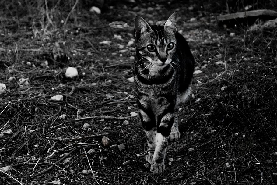 one animal, mammal, animal themes, cat, pets, domestic, domestic cat HD wallpaper