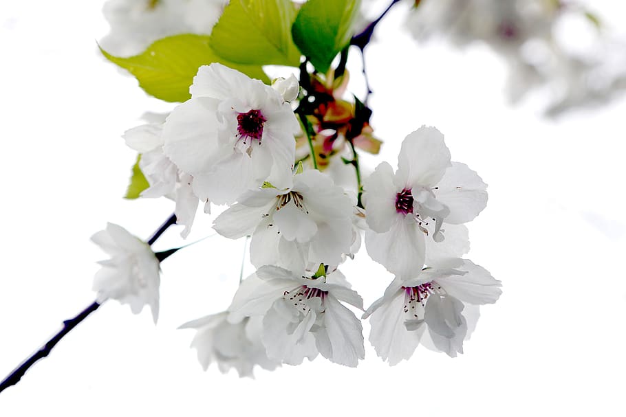 budding spring, cherry blossom, bloom, branch, pink, tree, nature HD wallpaper