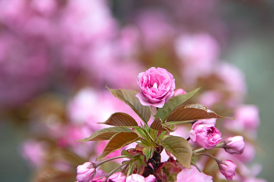 pink, japan cherry, flower, spring, fresh, wood, color, blooms at HD wallpaper