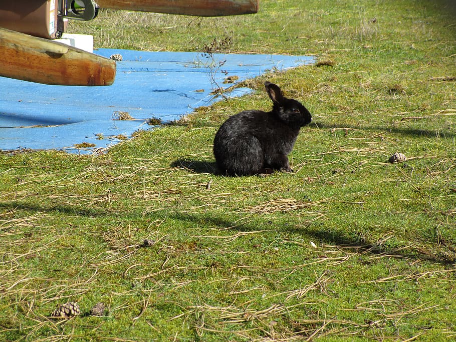 jericho beach, bunny, rabbit, animal, mammal, animal themes HD wallpaper