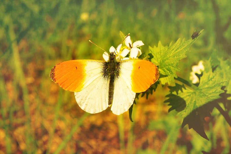 flower, flowering plant, beauty in nature, insect, invertebrate HD wallpaper