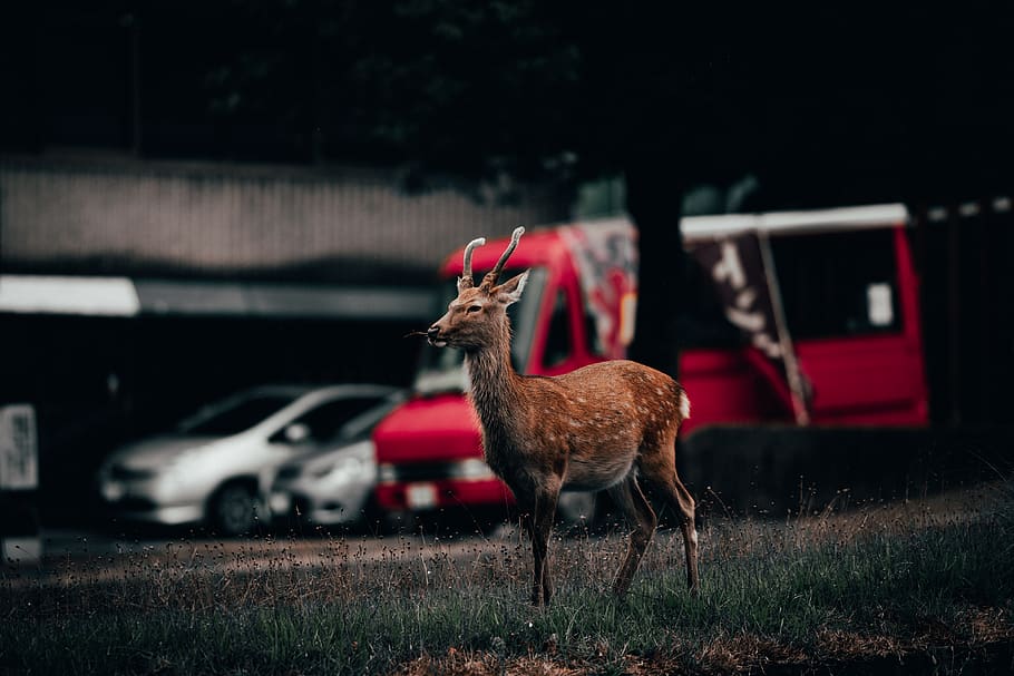 brown deer near vehicles, animal themes, grass, vertebrate, mammal HD wallpaper