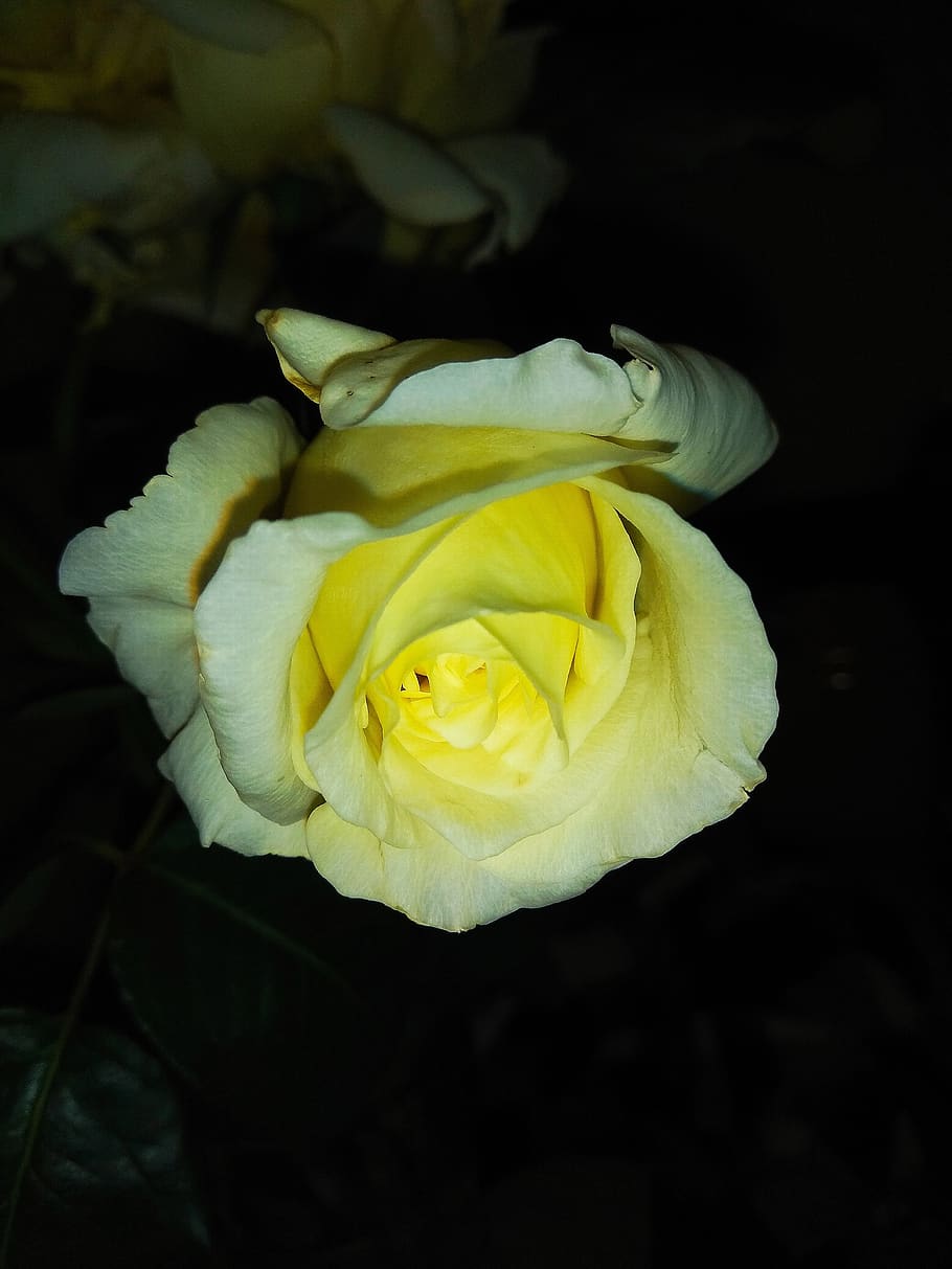 flower, florida, garden, flowering plant, beauty in nature HD wallpaper
