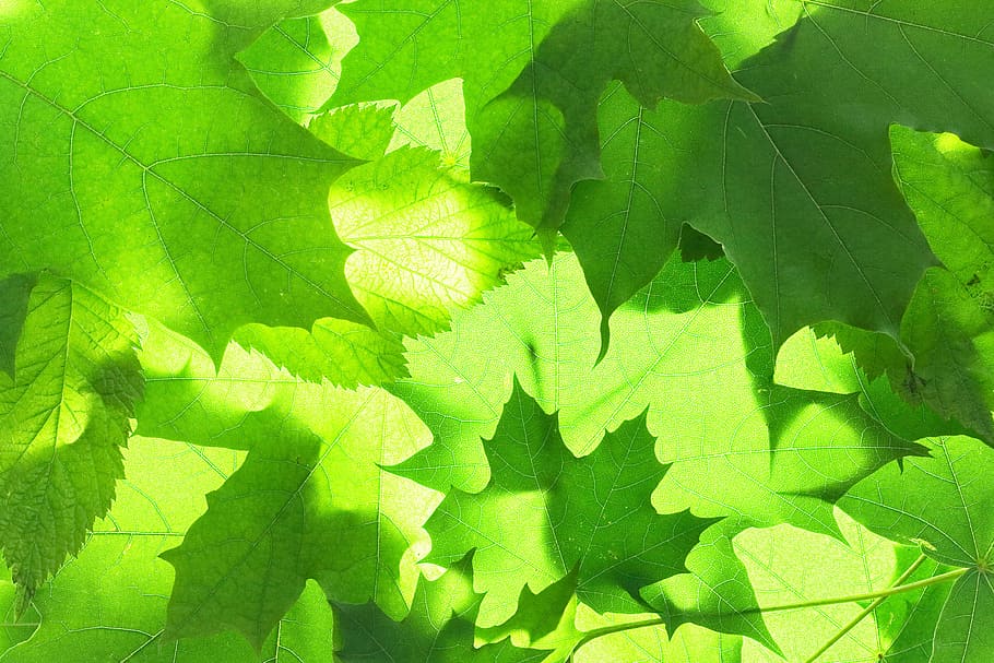 vivid, green, leaf, leaves, design, flora, floral, foliage HD wallpaper