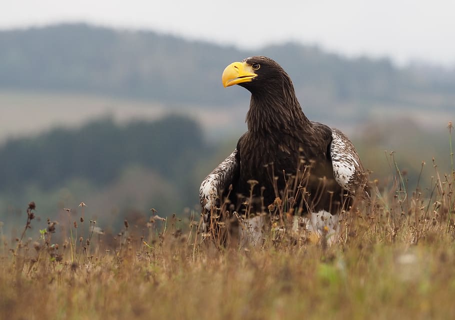 bird, animal, eagle eastern, feather, predator, beak, eye, animals in the wild HD wallpaper