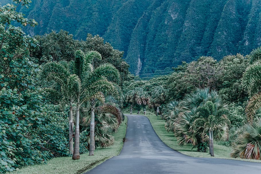 asphalt road between trees near mountain during daytime, forest HD wallpaper