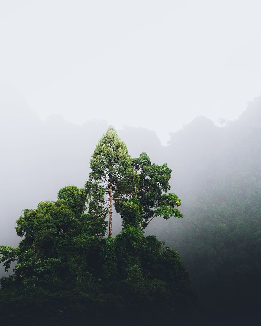 green leafed tree, forest, moody, fog, rain, mist, jungle, dense mist, HD wallpaper