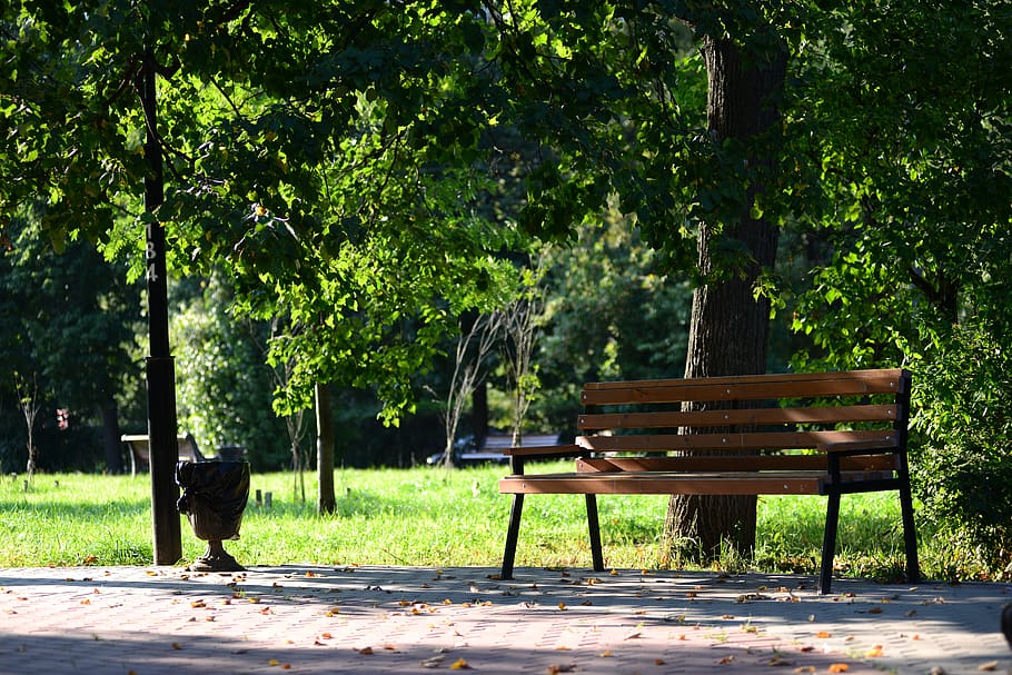 park, bench, nature, seat, plant, tree, empty, day, growth HD wallpaper