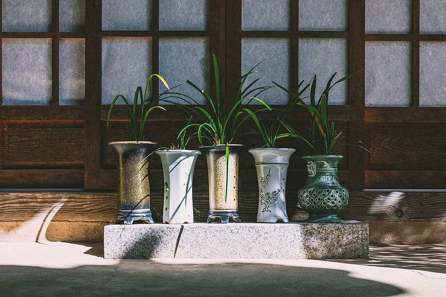 five green-leafed plants, no people, growth, nature, potted plant HD wallpaper