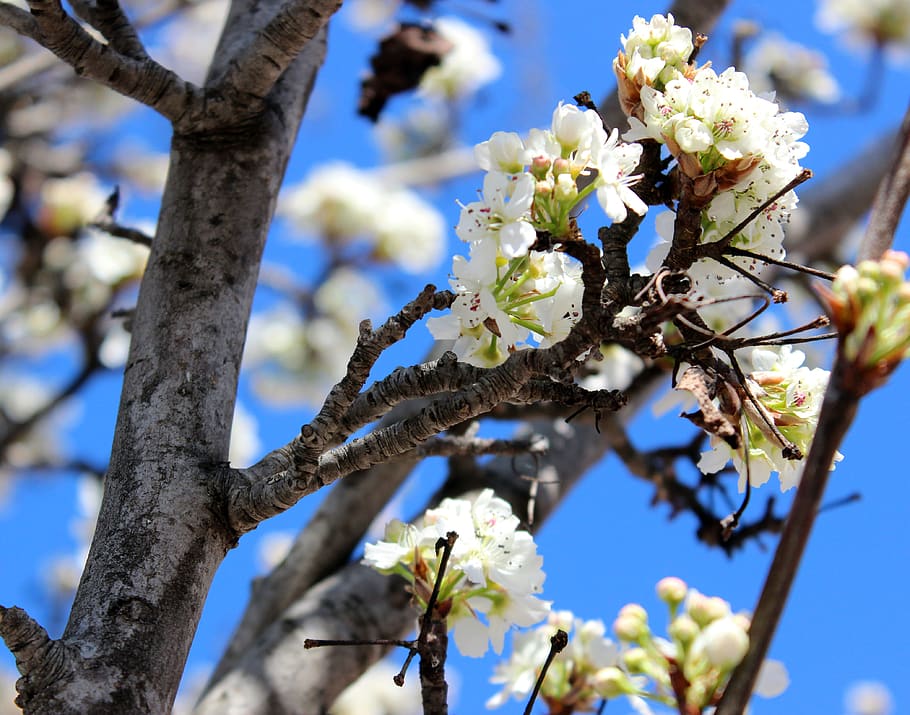 White Petaled Flowers on Tree, beautiful, bloom, blooming, blossom HD wallpaper
