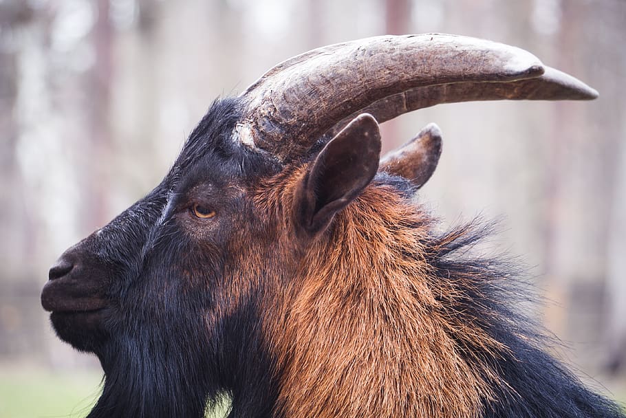 billy goat, horns, mascot, football, male, animal, bart, zoo, HD wallpaper