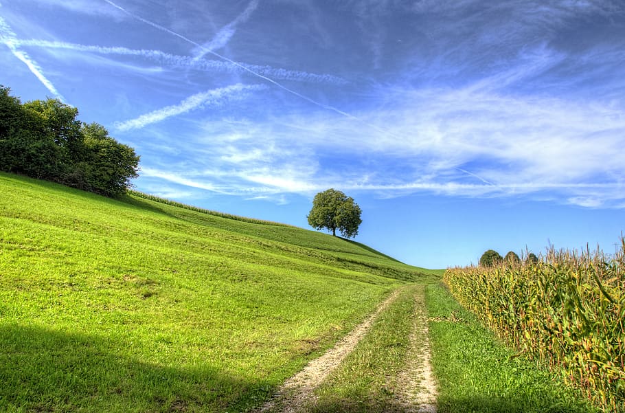grassland, outdoors, field, nature, road, scenery, green, tree, HD wallpaper
