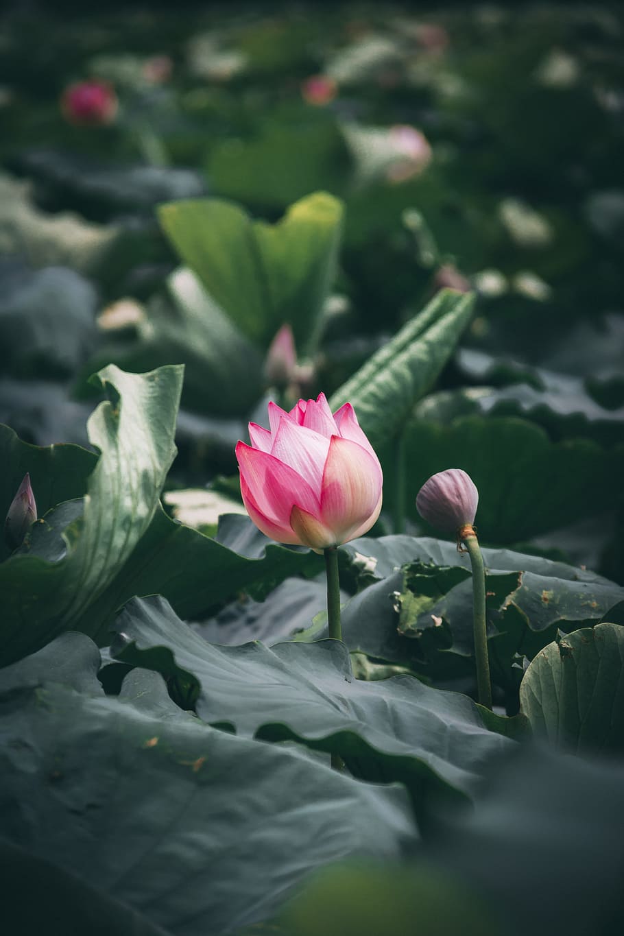 pink petaled flower, leaf, bloom, leaves, outdoors, nature, wildlife HD wallpaper