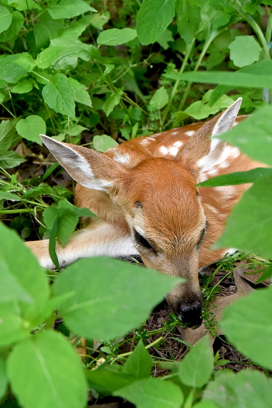 brown deer lying on ground, plant part, leaf, animal themes, mammal HD wallpaper