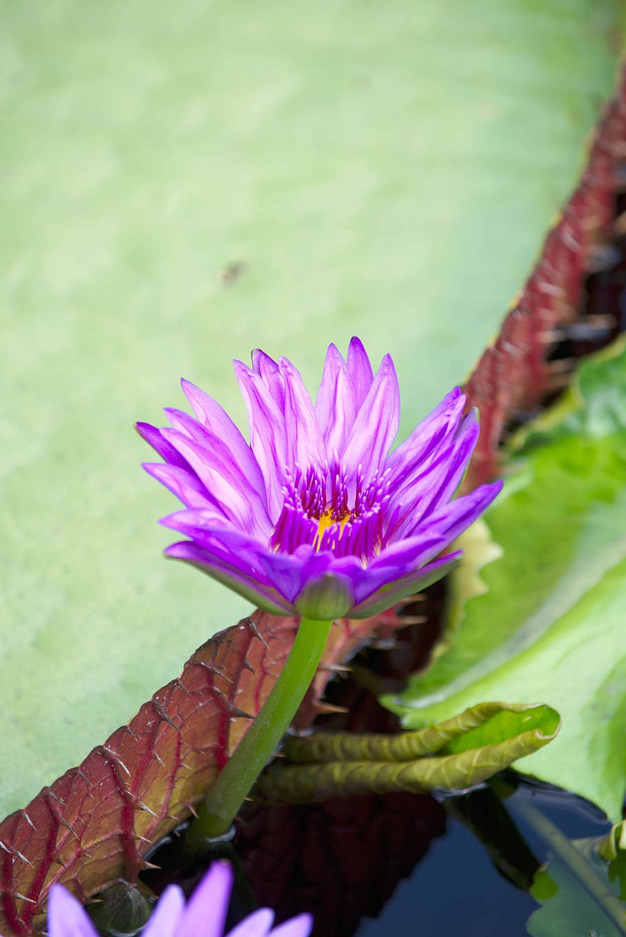 flower, flowering plant, freshness, vulnerability, beauty in nature HD wallpaper