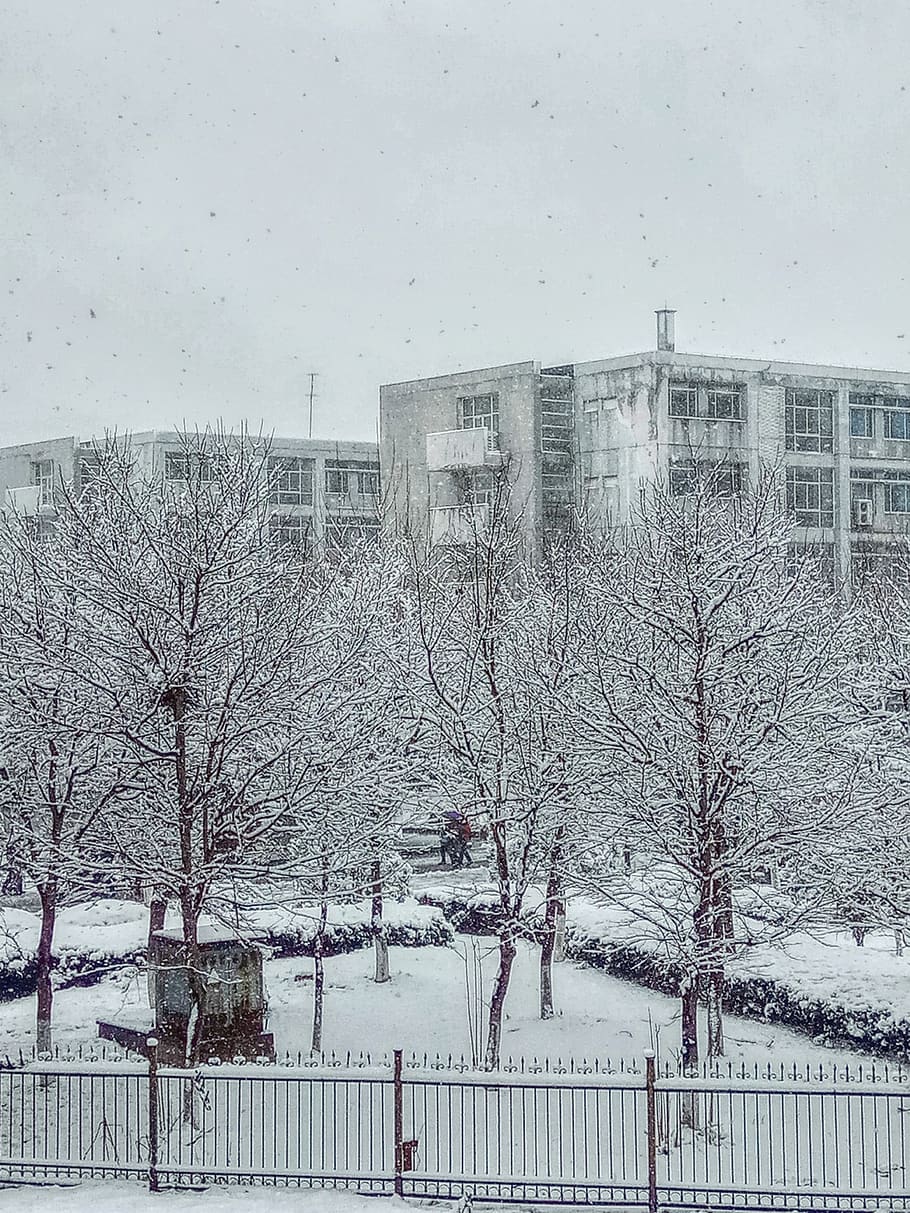 Snow Covered Bare Tree Near Buildings, architecture, cold, daylight HD wallpaper