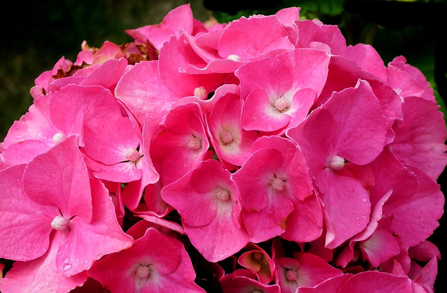 flower, hydrangea, garden, pink, beautiful, summer, decorative HD wallpaper