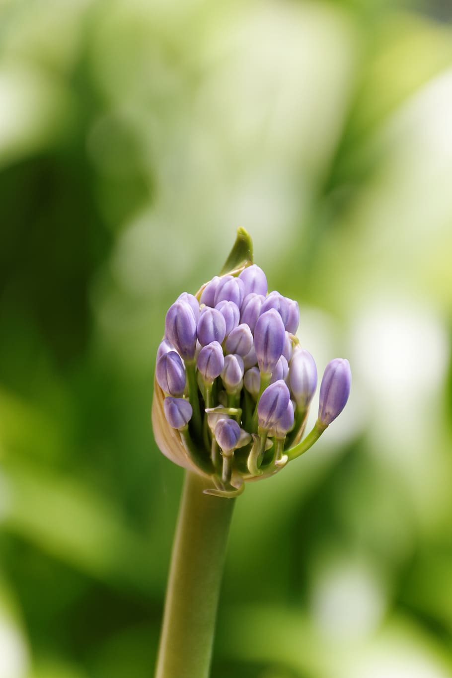 spring, nature, blossom, bloom, plant, macro, flowers, close up HD wallpaper