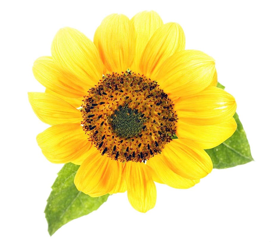 sunflower, yellow, bloom, summer, bright, freshness, flowering plant HD wallpaper
