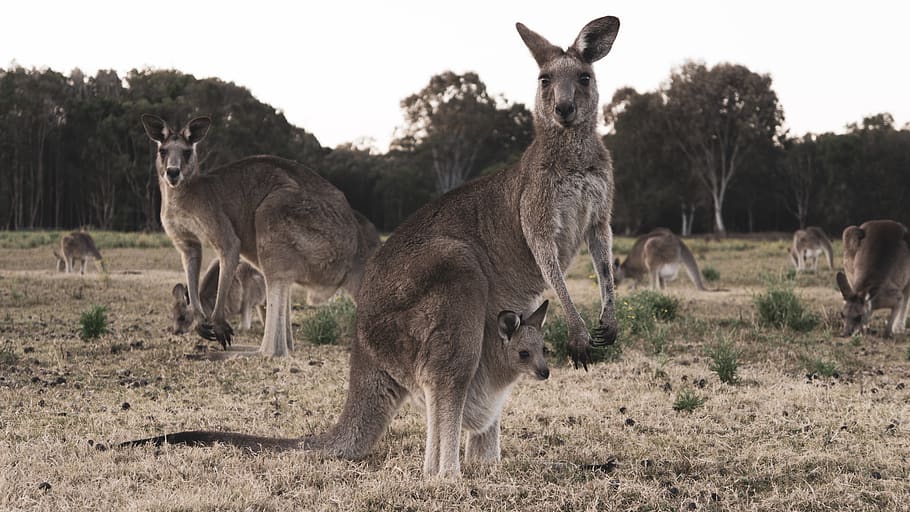 kangaroo carrying baby kangaroo, animal, wallaby, mammal, donkey, HD wallpaper