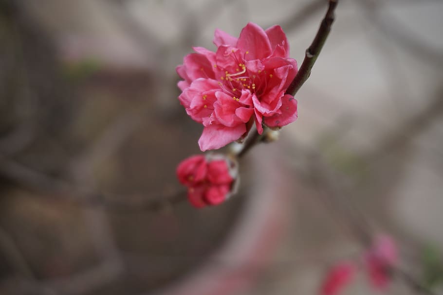 vietnam, flower, flowering plant, beauty in nature, pink color HD wallpaper