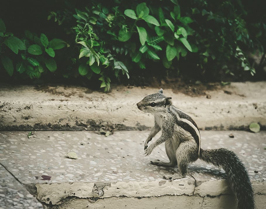 squirrel on concrete pavement, india, gandhinagar, animal, lizard HD wallpaper