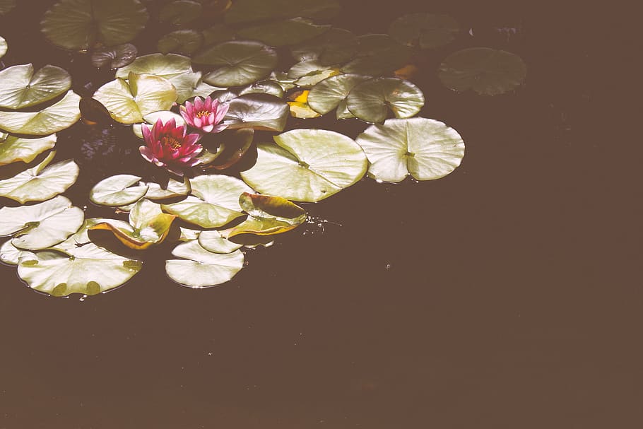 pink lotus, plant, flower, blossom, lily, pond lily, water, outdoors HD wallpaper
