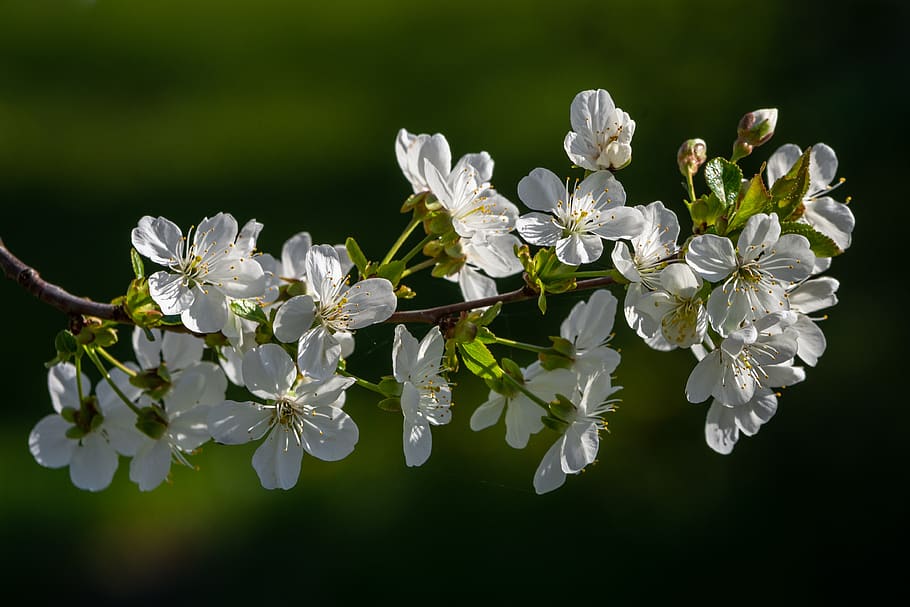 cherry blossom, spring, bloom, cherry tree, branch, white, flower HD wallpaper