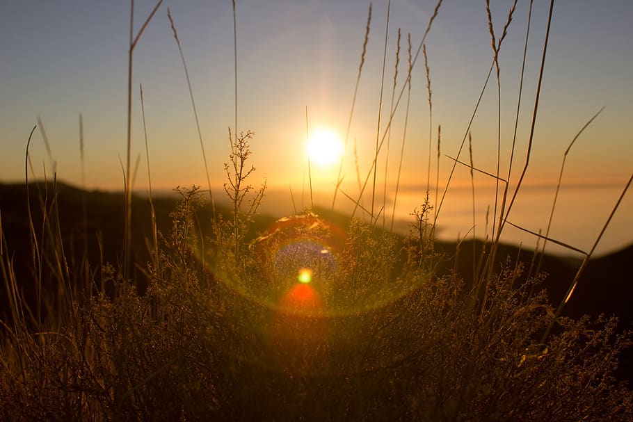 sunset, sunrays, sunlight, plants, sky, scenics - nature, tranquil scene HD wallpaper