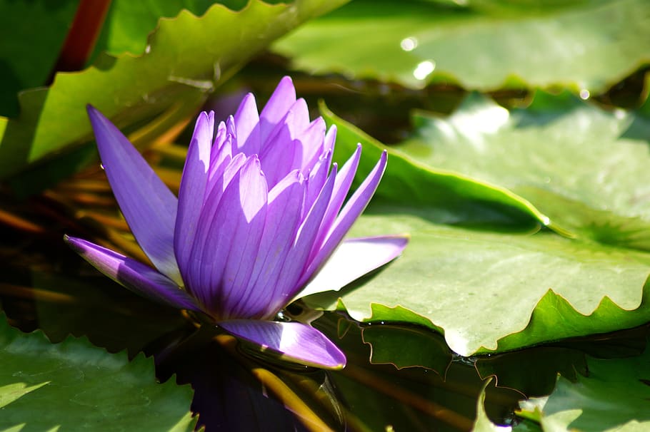 water lily, flower, nymphaea, lotus, lotus blossom, nuphar lutea, HD wallpaper