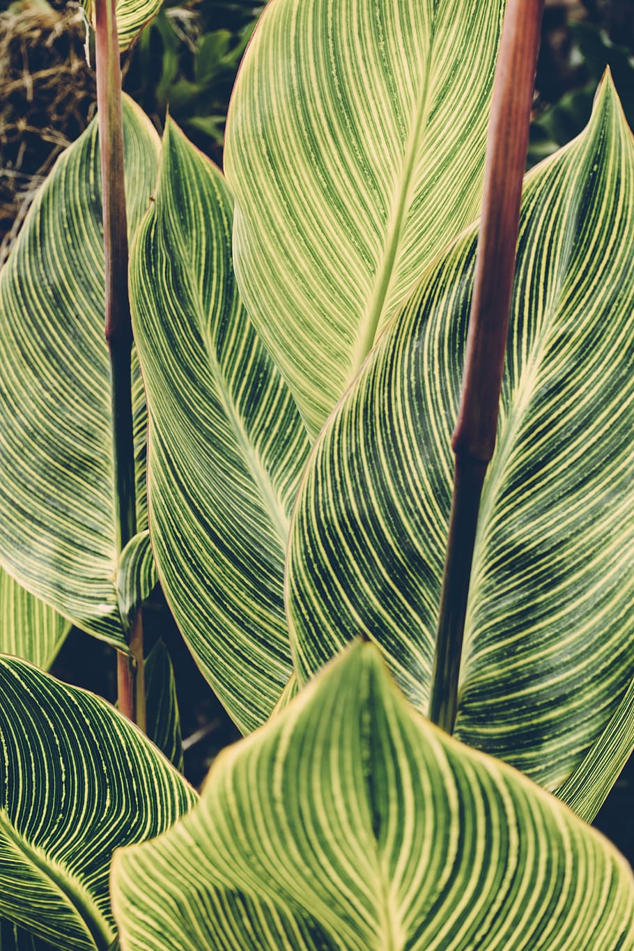 Green Leafed Plant, plant part, growth, green color, close-up HD wallpaper