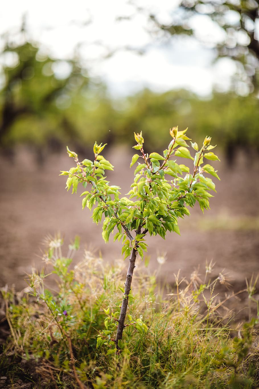 green-leafed plant, growth, focus on foreground, green color HD wallpaper