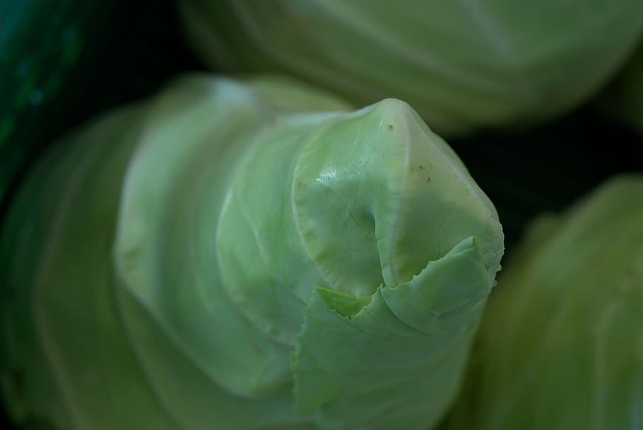 pointed cabbage, vegetables, kohl, green, fresh, leaves, stew HD wallpaper